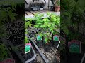 ロバ子の植物園 山椒