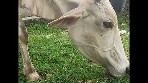 suara sapi mooo,sapi moo,lembu,suara sapi,lembu lucu,sapi kartun,kerbau lucu,suara sapi mooo,sapi