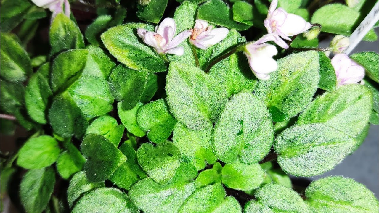 Фитоверм + для фиалок . 