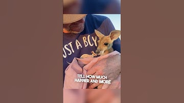 This baby kangaroo lost her mom so he got her a pouch ❤️