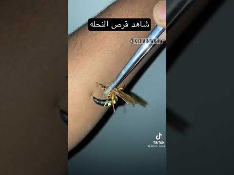 شاهد قرص النحله للانسان           