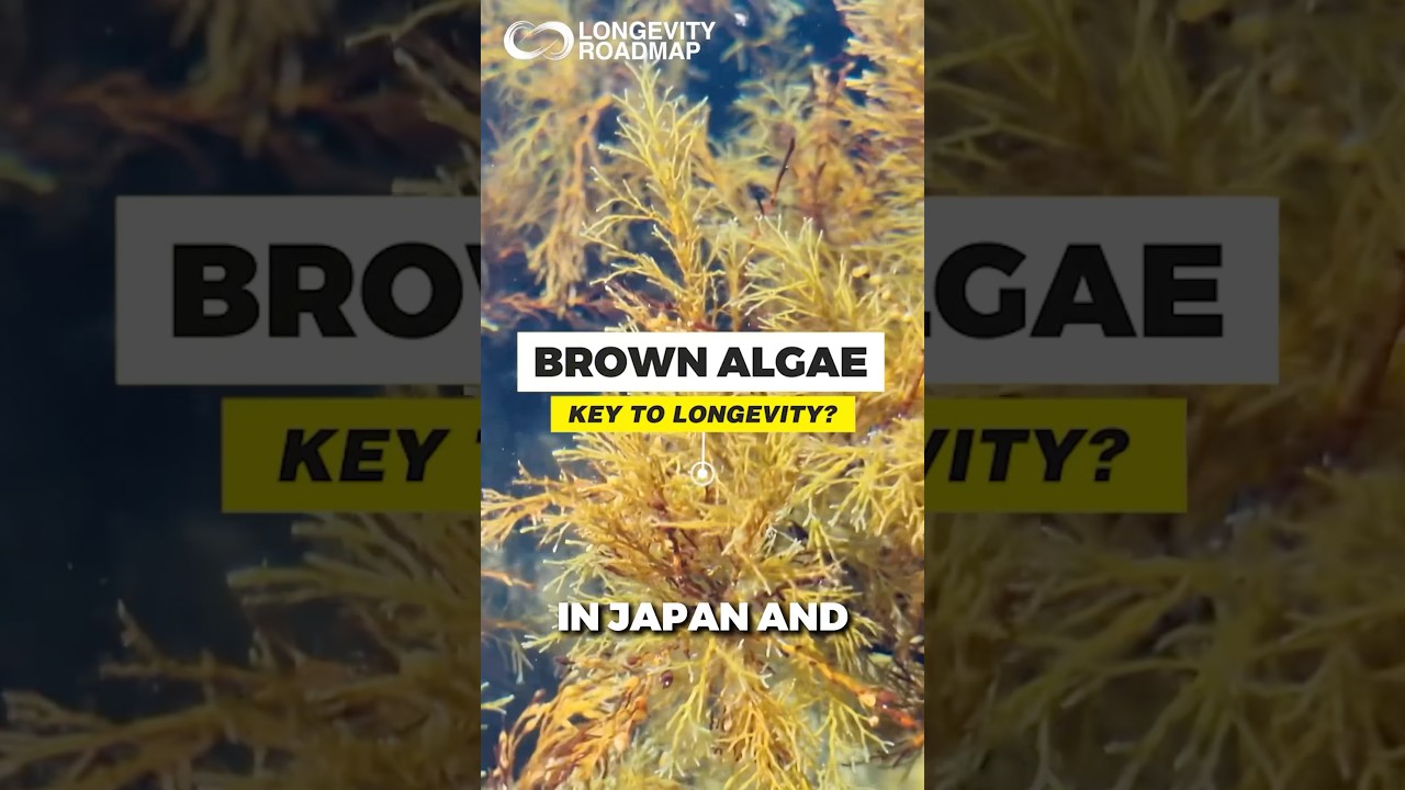 The Algae Behind Japan’s Long Life?