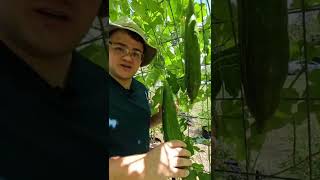 5 Luffa Facts from a Couple Backyard Gardeners!