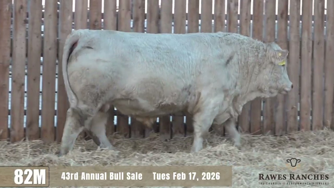 Rawes Ranches 43rd Annual Performance Tested Charolais Bull Sale Videos Tuesday, February 17, 2026