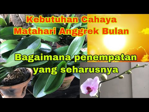 Video: Perlukah orkid disiram dari atas atau bawah?