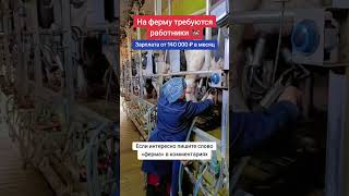 На ферму требуются работники #работа #россия #ферма #уходзаживотными #вакансии #работавроссии