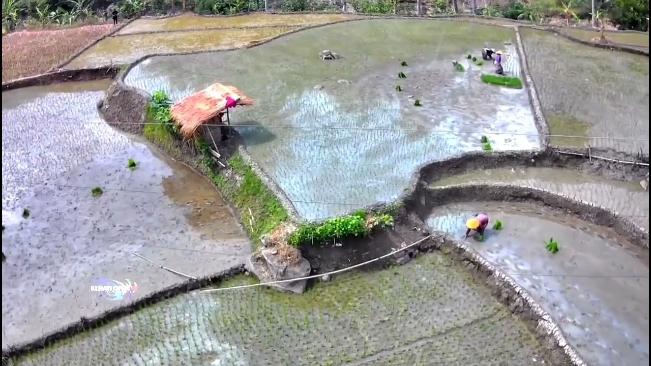 View Tandur - Sawah Cirebek,Area Perbatasan Ciomas dg Kampung Baru Tambakserang,Kec.Btk