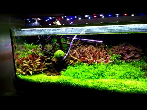 Oświetlenie Led Rgb W Akwarium Teoria I Praktyka By