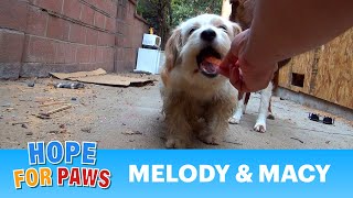 Dog rescue: Melody and Macy  Please share so we can find them a home.  Thanks! #terriers