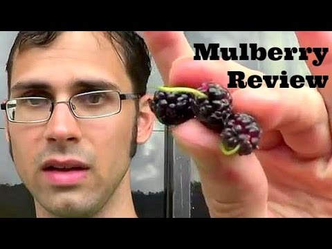 Mora Fruit Review - Weird Fruit Explorer Ep. 216 