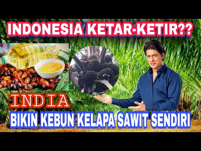 TIRU KELAPA SAWIT INDONESIA | INDIA BIKIN KEBUN KELAPA SAWIT SENDIRI DI NEGARANYA class=