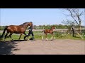 Hf / Colt v. Le Vivaldi  x Sir Donnerhall x Argentinus *21.4.2018