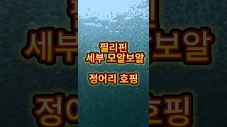 환상의 세부 모알보알 정어리 호핑 투어 #세부호핑 #세부호핑투어 #모알보알 #모알보알호핑 #모알보알정어리호핑