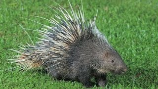 rear animal of the world porcupine | amazing information about porcupine #porcupine by World of Animals 55 views 5 months ago 2 minutes, 40 seconds