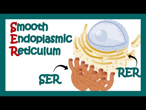 Wideo: Kiedy gładka retikulum endoplazmatyczne?