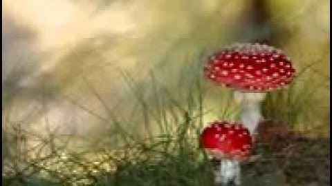 سورة المعارج-يوسف كالو