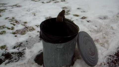 squirrel jumps out of trash can