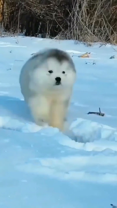 Alaskan malamute playing in snow | shorts