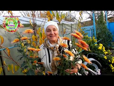Видео: Засаждане и грижи за хризантеми (48 снимки): как да отглеждаме хризантеми на открито в градината и у дома?