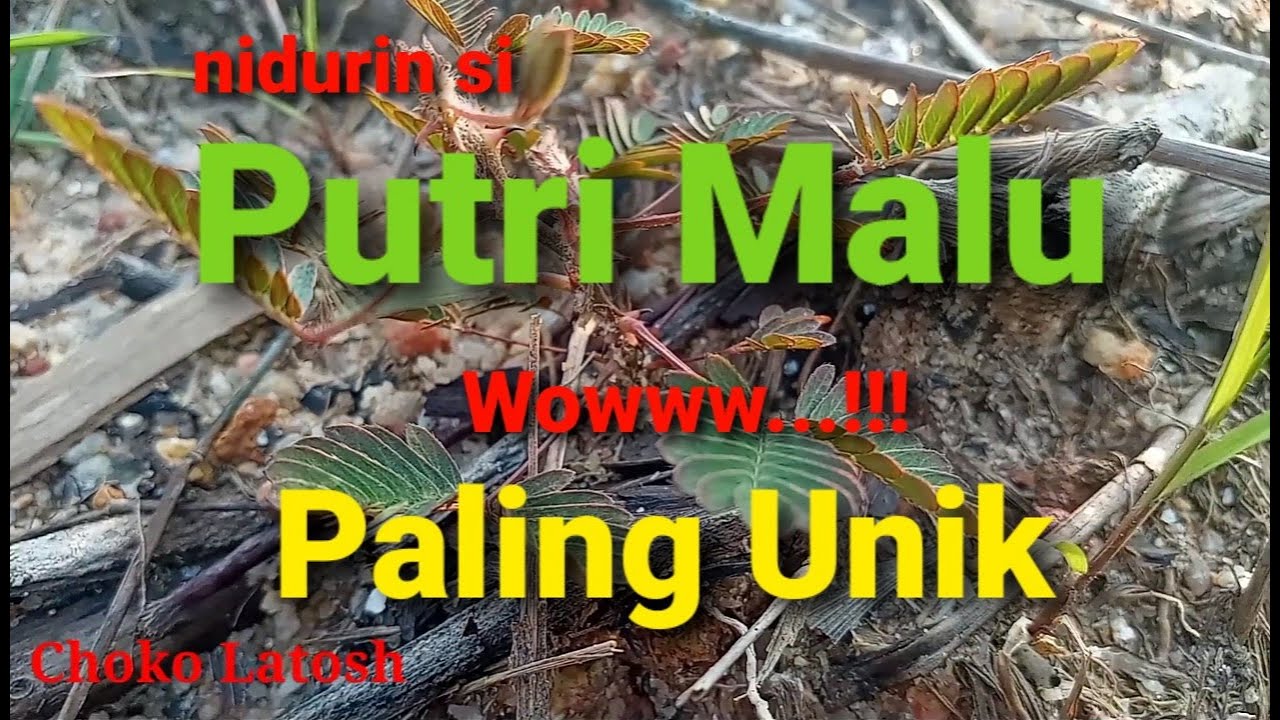 PUTRI MALU 