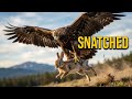 Sky Hunter: Eagle’s Deadly Flight… No Escape