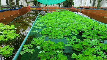 Tới Nơi Kiểm Tra Nước Sông Xử Lý Thuốc Và Thả Ốc Bươu Đen Giống Cho Khách Ở Gò Quao An Giang