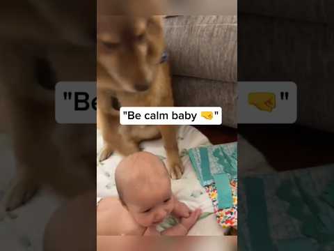 Dogs being idiot with baby part 91 #funnydog #funnypet #cutedog #dog #pets