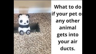 What To Do If a Pet Or Other Animal Gets into your Air Ducts by Planet Duct 732 views 2 years ago 4 minutes, 44 seconds