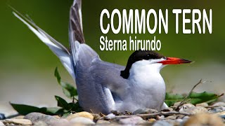 The common tern (Sterna hirundo)