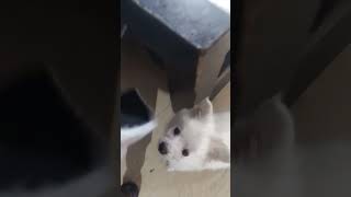 cute dog video ?