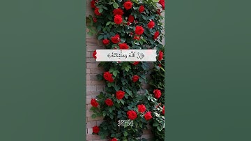 إن الله وملائكته يصلون على النبي|سورة الأحزاب |القارئ 🎙: فارس عباد |قرآن كريم