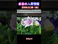 【2026.5.28】キキョウ【入荷情報切り抜き】 #ガーデニング #園芸 #花のある暮らし