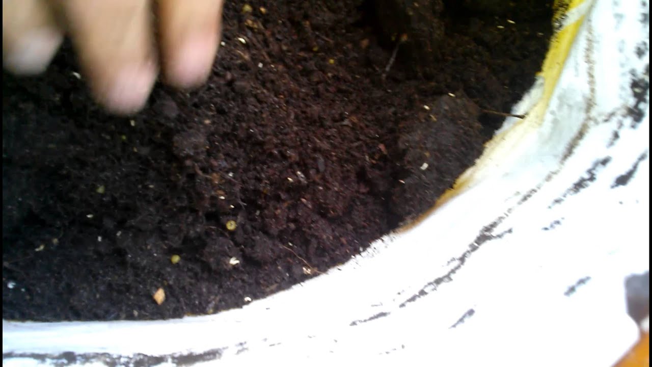 White Bugs In Garden Soil YouTube