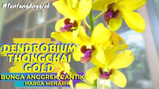 DENDROBIUM THONGCHAI GOLD BUNGA ANGGREK CANTIK HARGA MENARIK