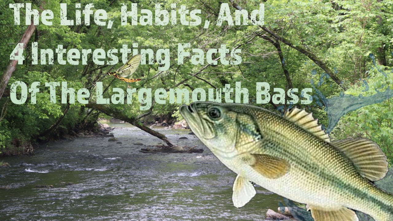 The life, habits, and Interesting facts about largemouth bass YouTube