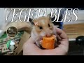 Healthy TREATS For My HAMSTER! 🐹✨ | Along With Seeds.