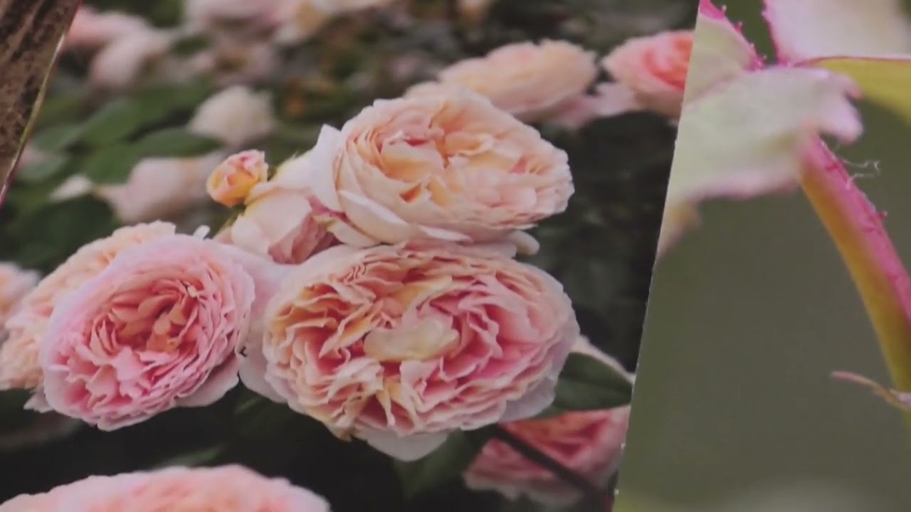 写真コレクション - David Austin Roses Japan - Photograph