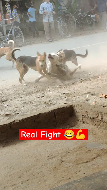 Real fight desi dog 😂 in village #desi #dog #fighting