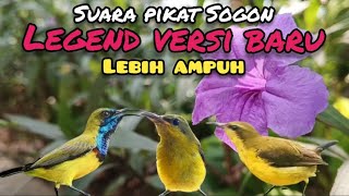 Suara Pikat Sogon legend Versi Terbaru Lebih  Ampuh 