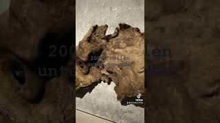 Meilen Unter Dem Meer Verne Mit Bäumen