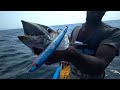 Big cobia  and king fish catching video in deep sea