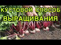 ОБЯЗАТЕЛЬНО ПОСЕЙТЕ СВЕКЛУ НА РАССАДУ ЭТИМ СПОСОБОМ! БУКЕТНЫЙ СПОСОБ ПОСЕВА