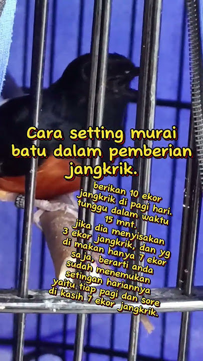 cara menentukan pemberian jangkrik pada murai batu