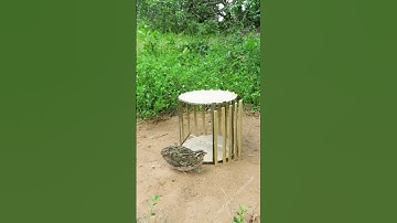 Creative Quail Trap Technique Using Bamboo #simple bird trap #shorts