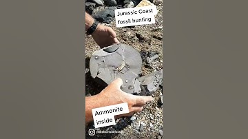 Ammonite Fossils 🔥 Sub for more 💯 link in caption #shorts