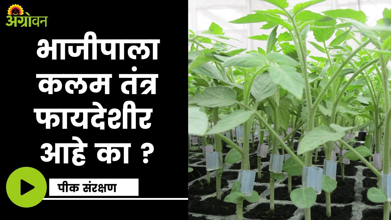 Vegetable Grafting : पीक उत्पादन वाढीसाठी भाजीपाला कलम तंत्र | ॲग्रोवन