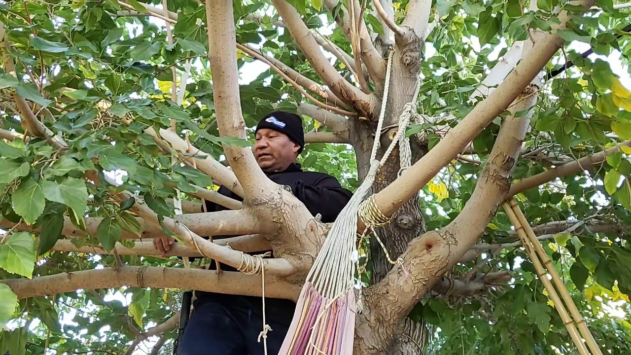 How to clime a tree with out been afraid - YouTube