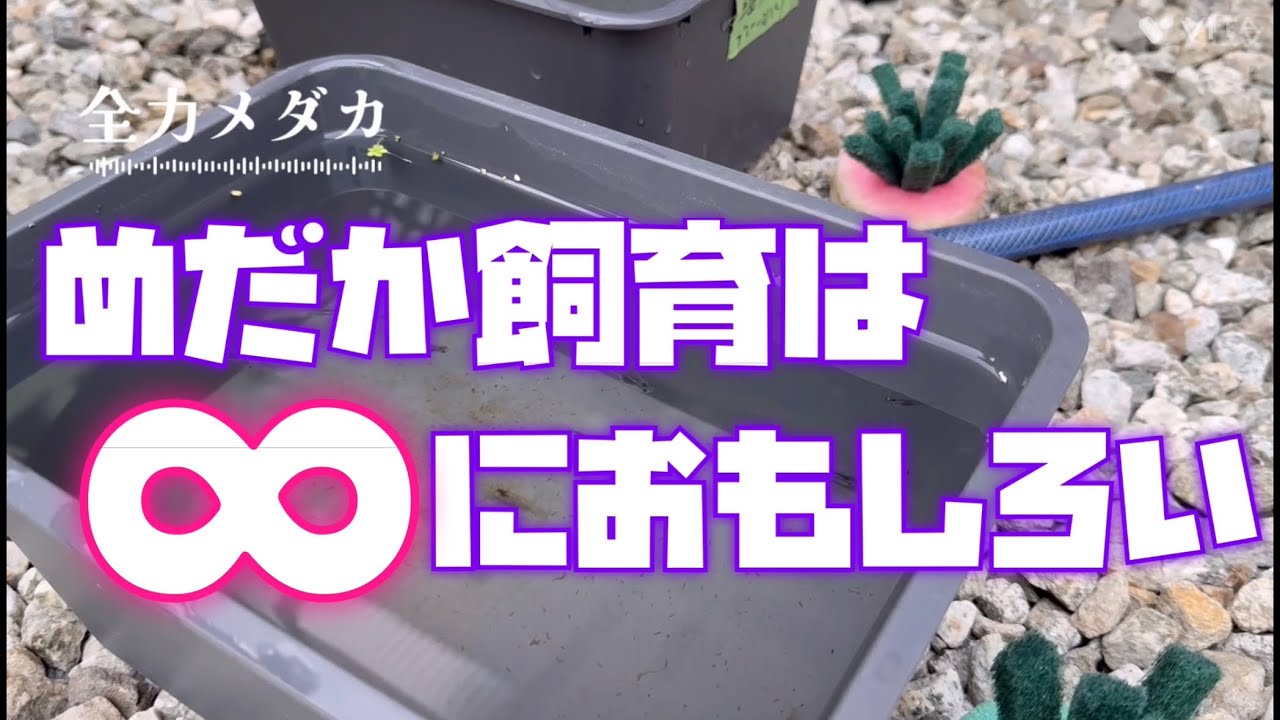 【全力メダカ】全力メダカオリジナル品種を掛け合わせ中😃