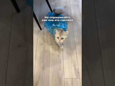 Это не пакет, это костюм героя. Не путайте 🦸🏻♀️
