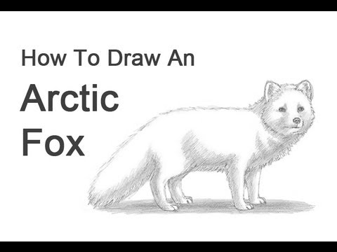 How to Draw an Arctic Fox - YouTube